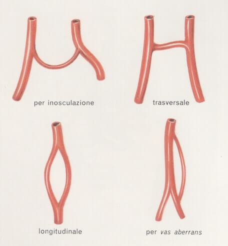 anastomosi arteriose