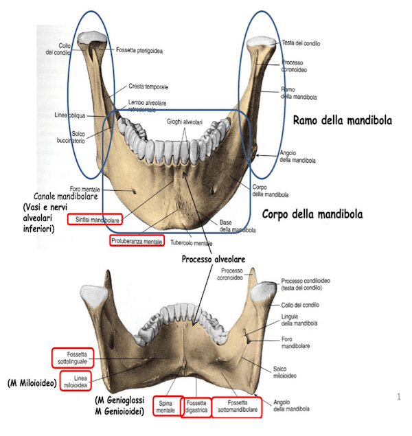 Anatomia della mandibola