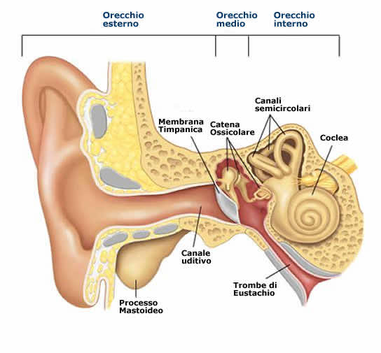 Orecchio esterno, orecchio medio e orecchio interno