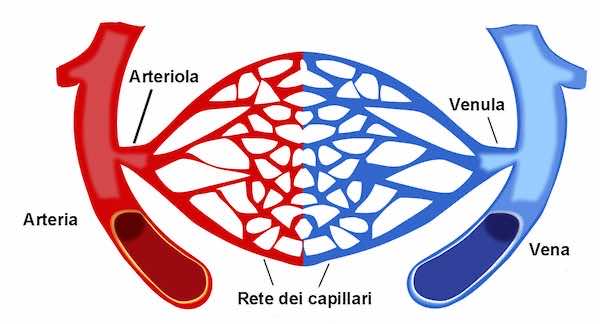 Arterie, arteriole, capillari e vene