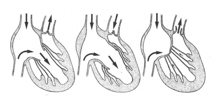 Ciclo cardiaco: posizione delle valvole
