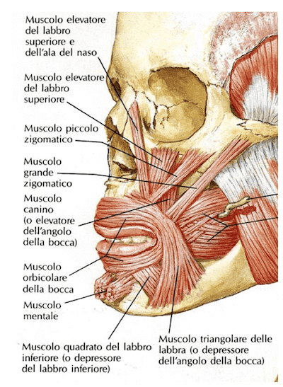 Muscoli del Gruppo Orale