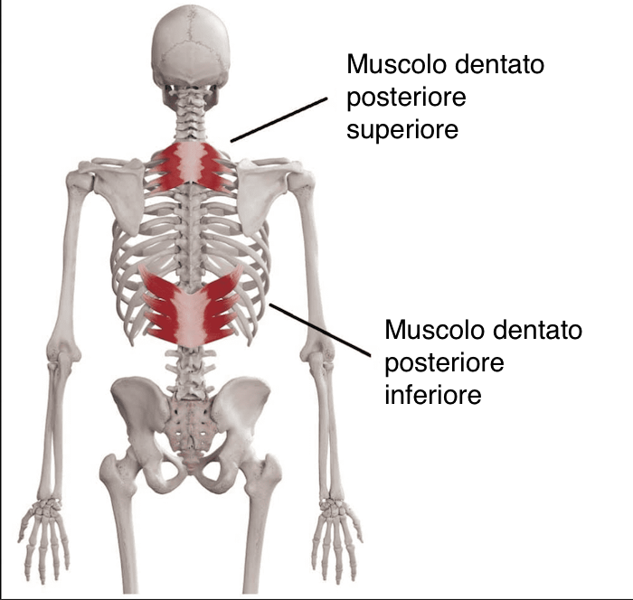 Muscolo dentato posteriore superiore e muscolo dentato posteriore inferiore