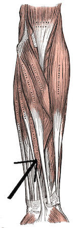 Muscolo flessore superficiale delle dita