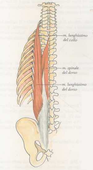 Muscolo lunghissimo del collo e muscolo lunghissimo del dorso