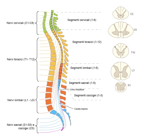 Nervi spinali