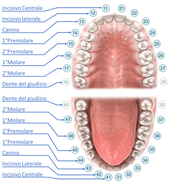 Nomi dei denti