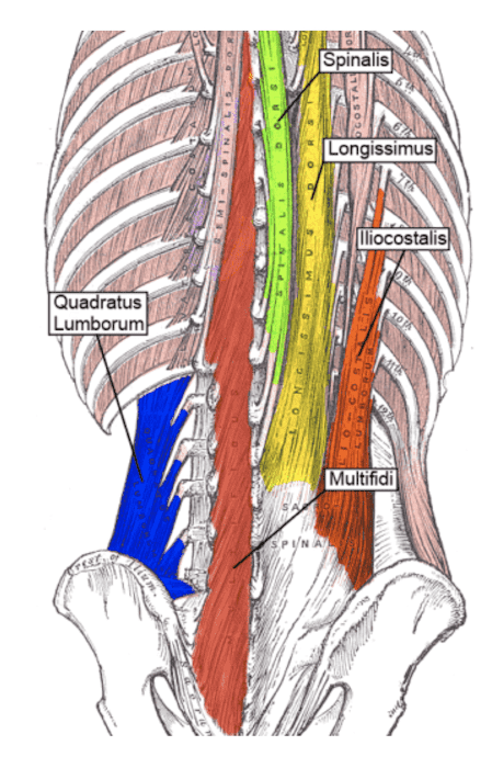 Porzioni del muscolo sacrospinale
