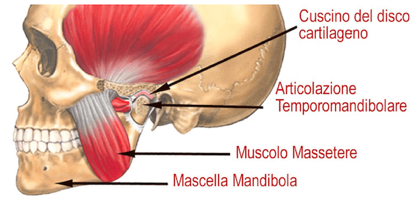 Posizione del muscolo Massetere