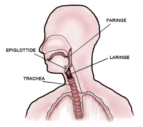 Posizione e anatomia della trachea
