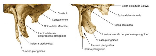 Processi pterigoidei