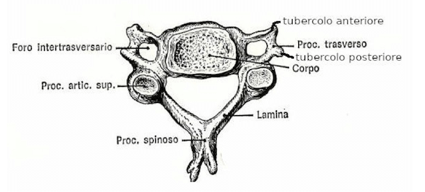 Quarta vertebra cervicale