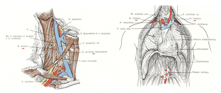 Rami muscolari discendenti del plesso cervicale