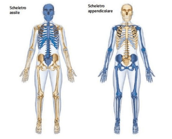 scheletro assile e quello appendicolare