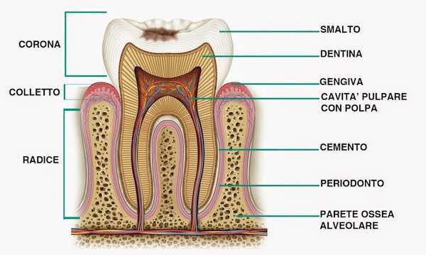 Sezione di un dente