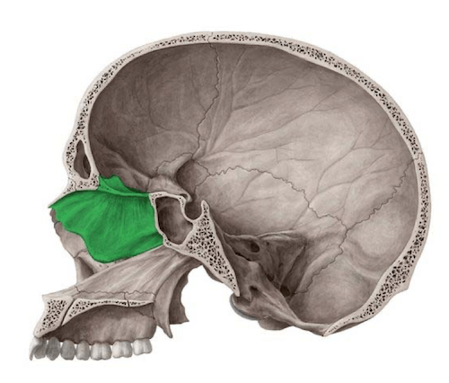 Sezione interna del cranio