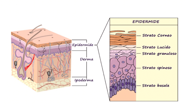 Struttura dell'epidermide