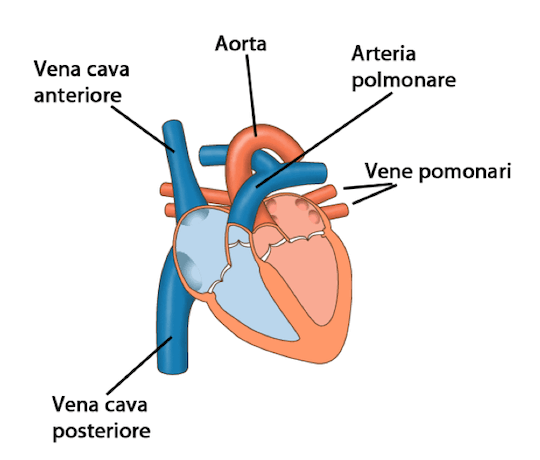 Vene e arterie cuore