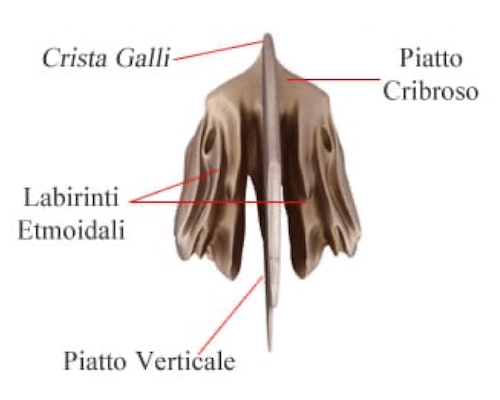Visione anteriore dell'osso Etmoide