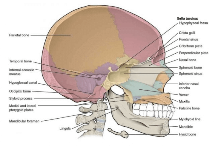 Visione interna e laterale del cranio