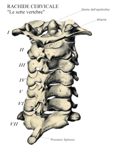 Visione posteriore della colonna cervicale
