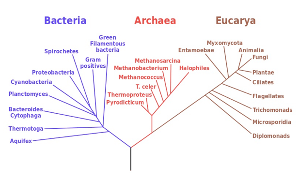 Albero filogenetico radicato