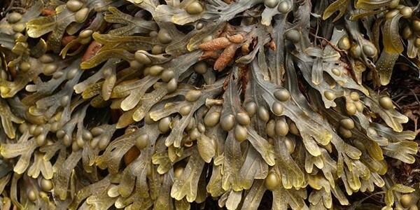 Alghe brune