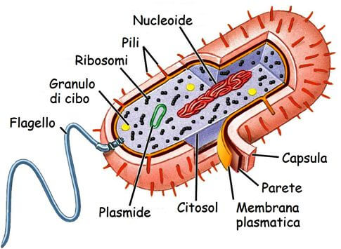cellula procariota