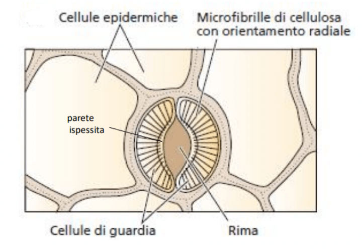 Cellule di guardia angiosperme