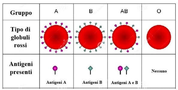 codominanza nei gruppi sanguigni del sistema AB0