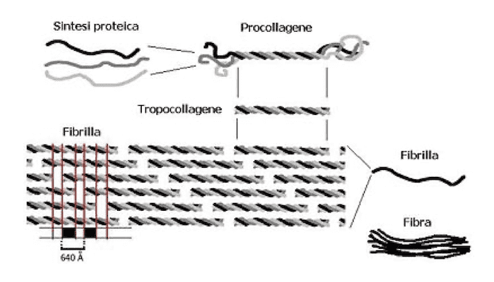 Schema della costituzione delle fibre di collagene