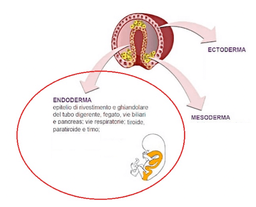 Derivazione endodermica dei tessuti nell'adulto