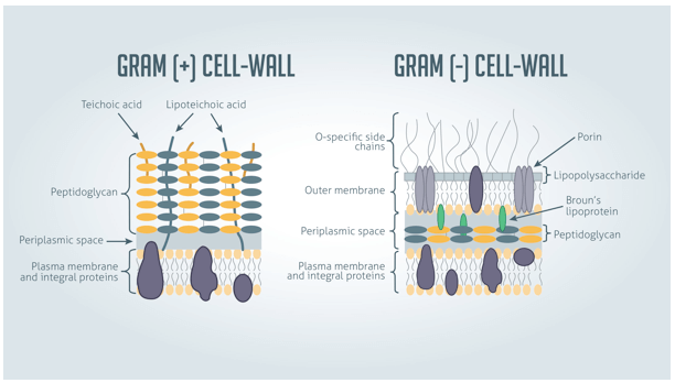 Differenze nella parete dei batteri Gram Positivi  e Gram negativi