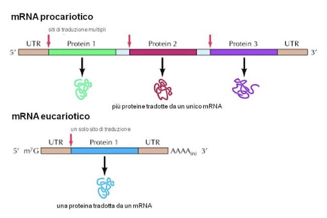 Differenze nella traduzione dell'mRNA in Procarioti ed Eucarioti