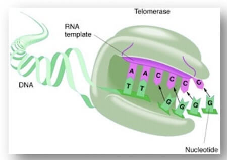 Enzima telomerasi