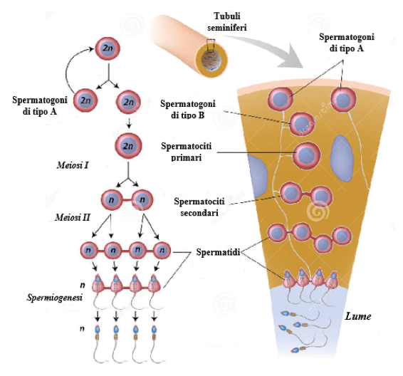 fasi della spermatogenesi