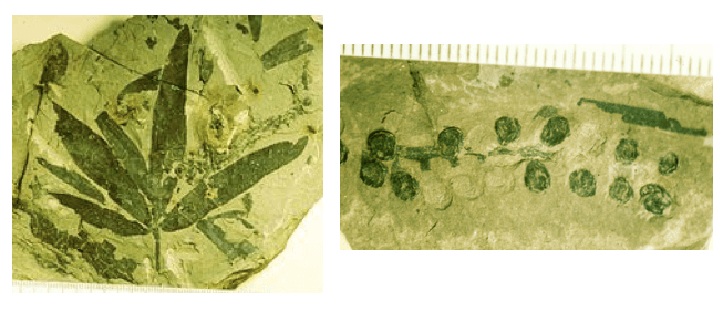 Fossile di Caytoniale