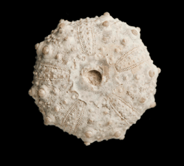 Fossile di un Echinoderma