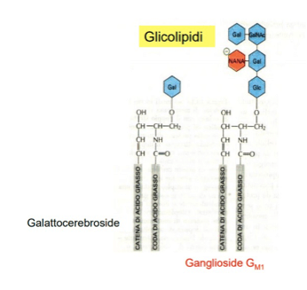 Gliceroglicolipidi