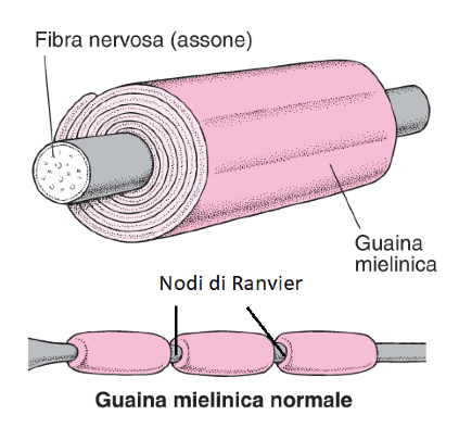 Guaina mielinica dell'assone di un mammifero