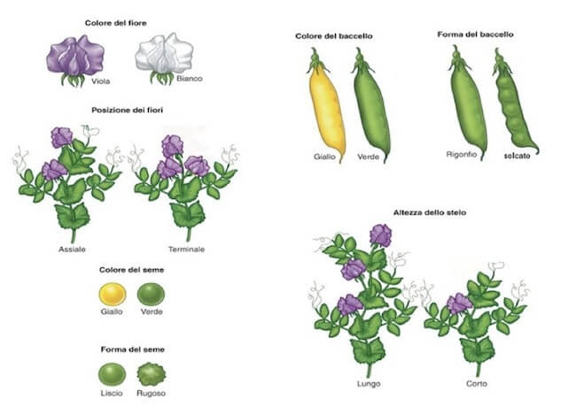 setti caratteri della pianta di Pisum sativum