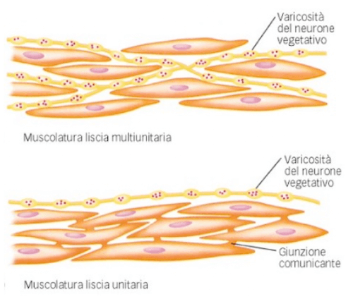Muscolatura liscia unitaria e multiunitaria