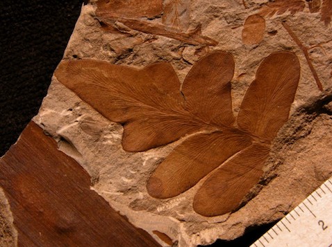 Fossile studiato in paleobotanica