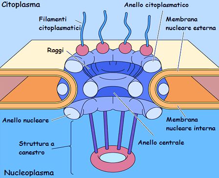 Illustrazione del complesso del poro nucleare