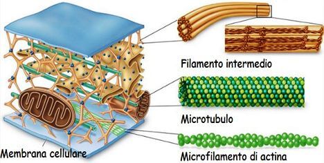 principali strutture del citoscheletro