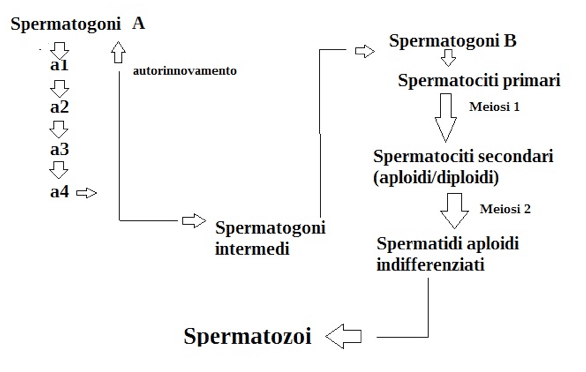 Schema del processo di spermatogenesi