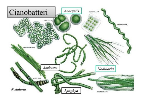 Alcune specie di Cianobatteri
