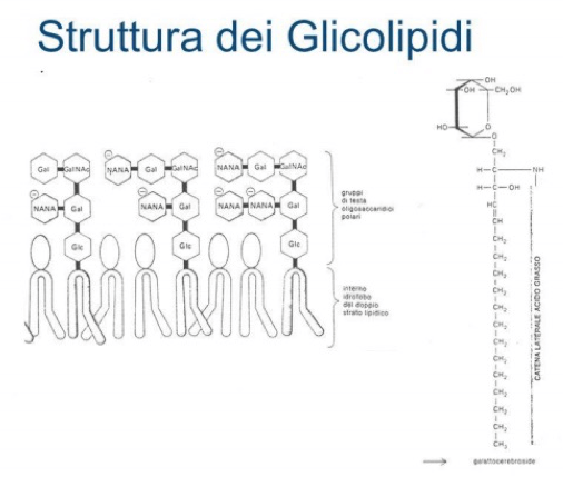 Struttura dei Glicolipidi