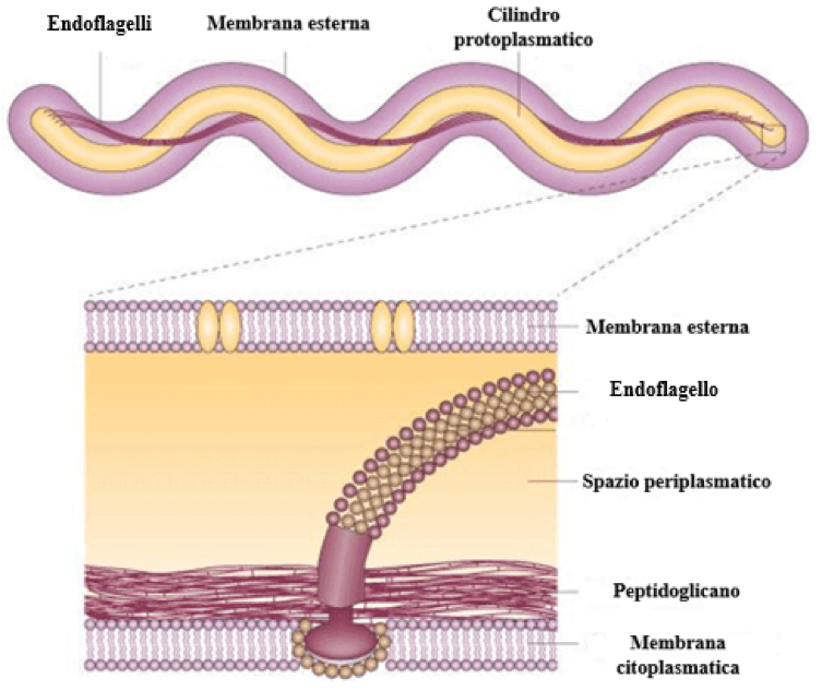 struttura di una spirocheta