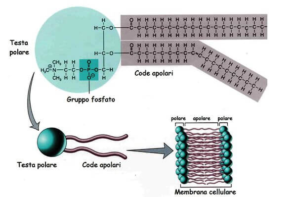struttura fosfolipidi nella membrana cellulare